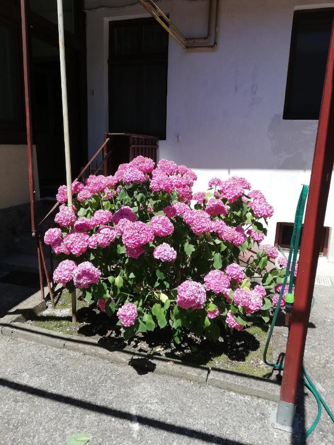 Apartament Roza Braşov Esterno foto